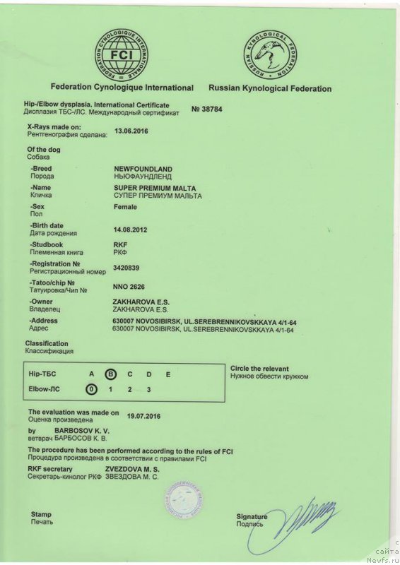 Фото: ньюфаундленд Super Premium Mal'ta (Супер Премиум Мальта)