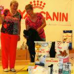 Фото: ньюфаундленд Bridge Over Troubled River (Бридж Овер Траблд Ривер)