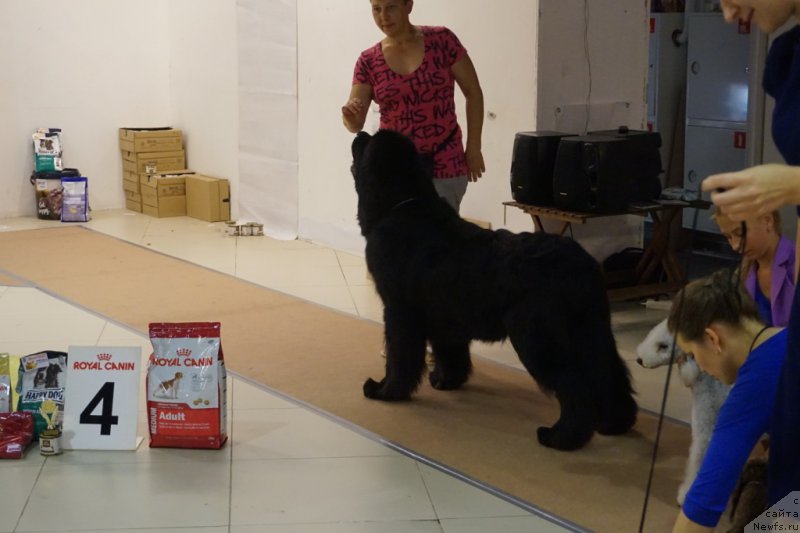 Фото: ньюфаундленд Bridge Over Troubled River (Бридж Овер Траблд Ривер)