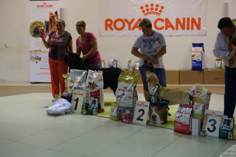 Фото: ньюфаундленд Bridge Over Troubled River (Бридж Овер Траблд Ривер)