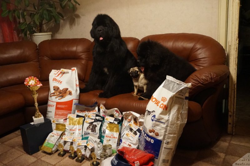 Фото: ньюфаундленд Dynastic Branch Yandex Hapiness (Династик Брэнч Яндекс Хапинесс)