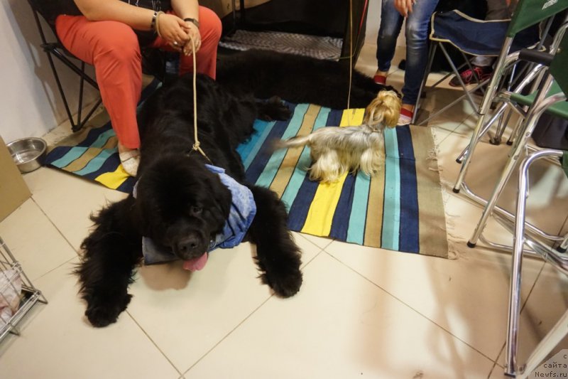 Фото: ньюфаундленд Dynastic Branch Yandex Hapiness (Династик Брэнч Яндекс Хапинесс), ньюфаундленд Bridge Over Troubled River (Бридж Овер Траблд Ривер)