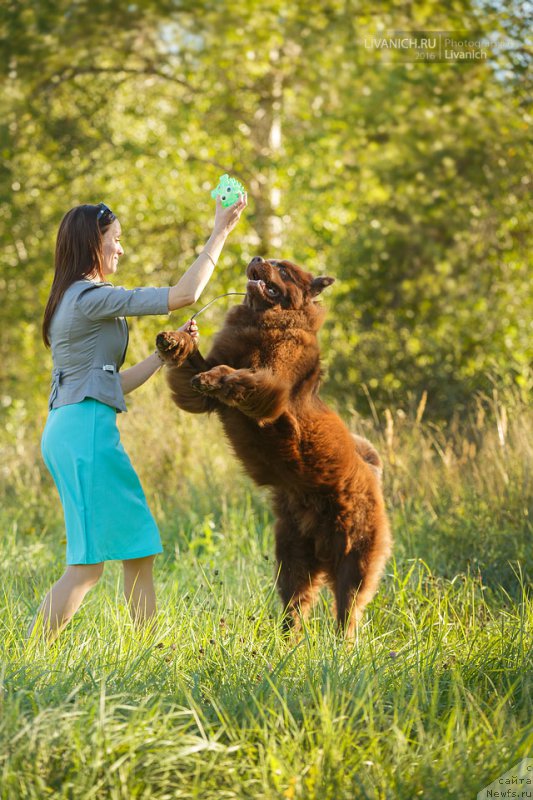 Фото: ньюфаундленд Cherniy Balu Zlatogor (Черный Балу Златогор)