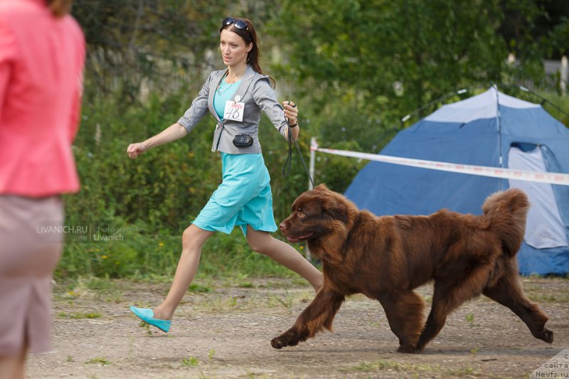 Фото: ньюфаундленд Cherniy Balu Zlatogor (Черный Балу Златогор)