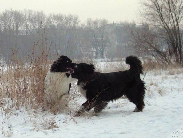 Фотография № 21267