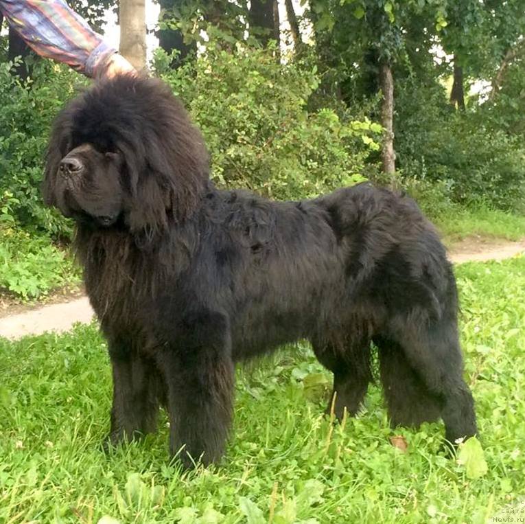 Фотография № 212683