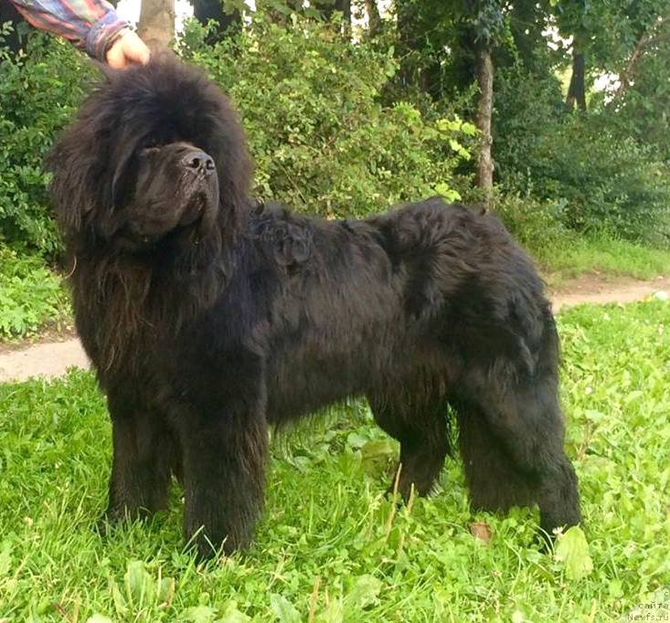 Фотография № 212684