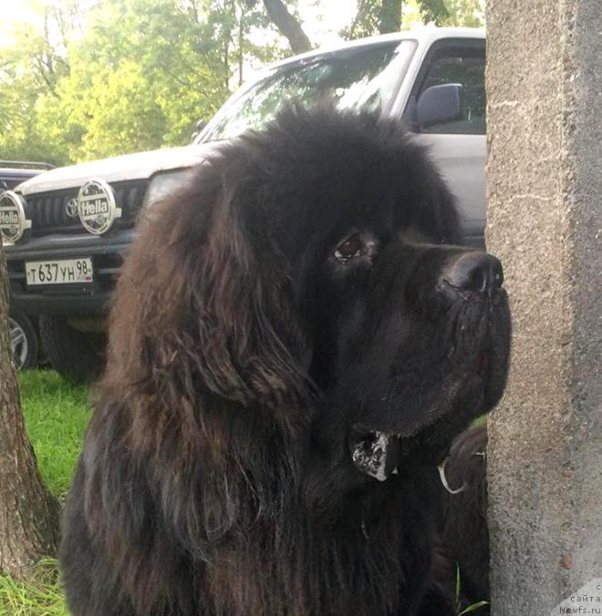 Фотография № 212685