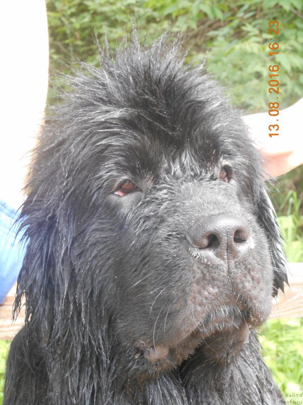 Фото: ньюфаундленд Belkonder-Club Jamaica Blue Mountin (Белкондер-Клаб Ямайка Блю Маунтин)