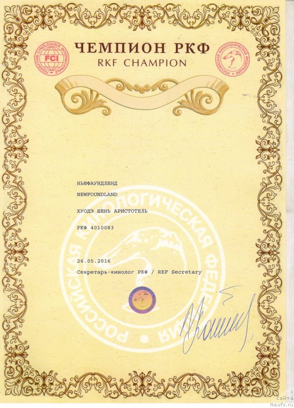 Фото: ньюфаундленд Huode Shen Aristotel (Хуодэ Шень Аристотель)