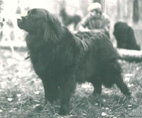 Фото: ньюфаундленд Della Tay (Делла Тай)