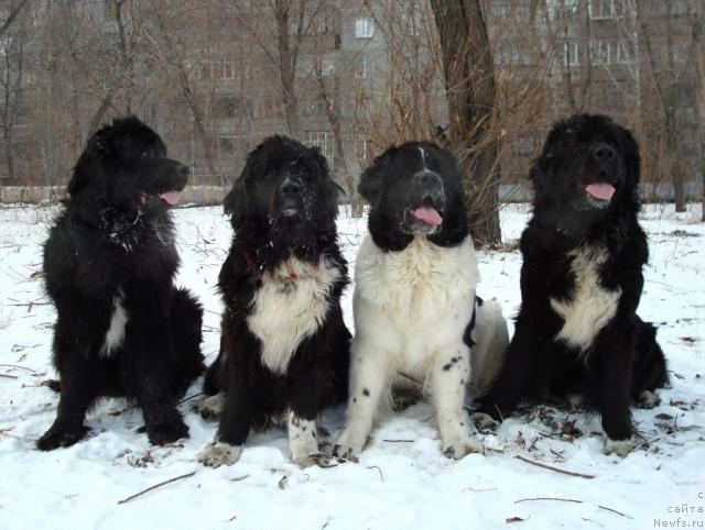 Фото: ньюфаундленд Mag Ispolin Kristofer (Маг Исполин Кристофер), ньюфаундленд Mag Ispolin Elana (Маг Исполин Елана), ньюфаундленд Mag Ispolin Infanta (Маг Исполин Инфанта), ньюфаундленд Mag Ispolin Gardarika (Маг Исполин Гардарика)