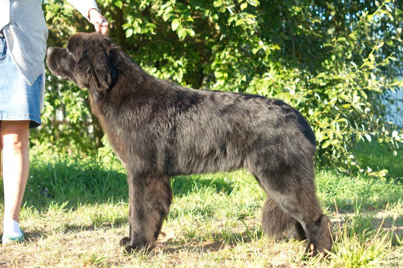 Фото: ньюфаундленд Darkflayt Delegat (Даркфлайт Делегат)