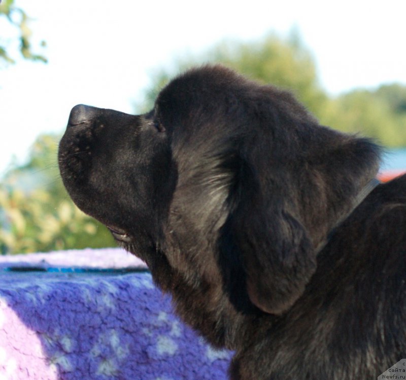 Фото: ньюфаундленд Darkflayt Delegat (Даркфлайт Делегат)