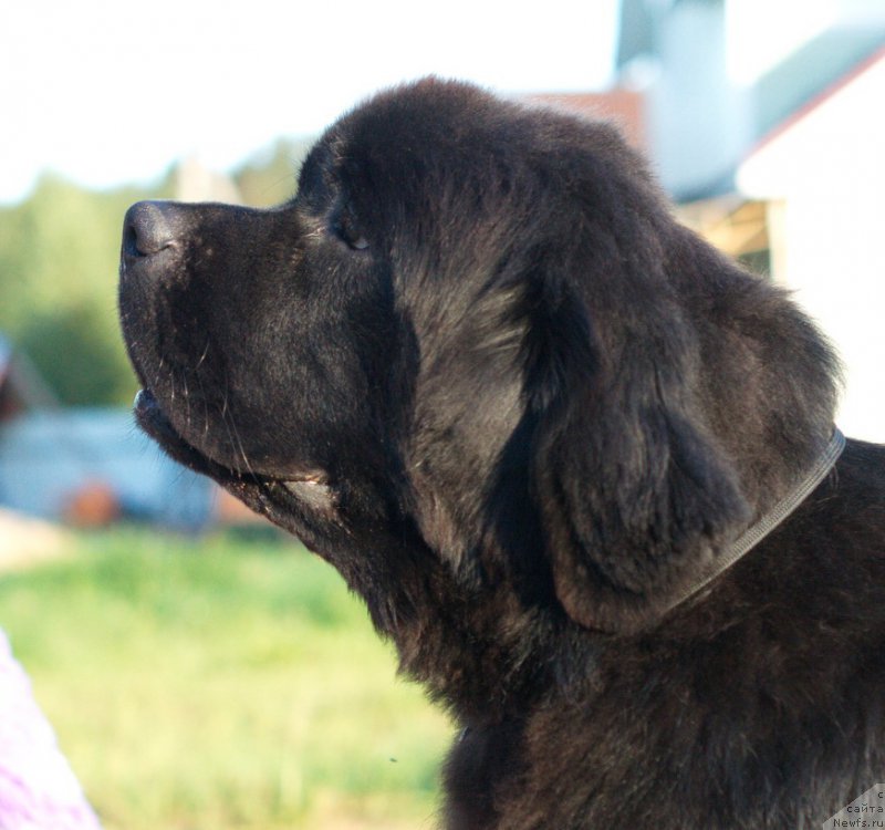 Фото: ньюфаундленд Darkflayt Delegat (Даркфлайт Делегат)