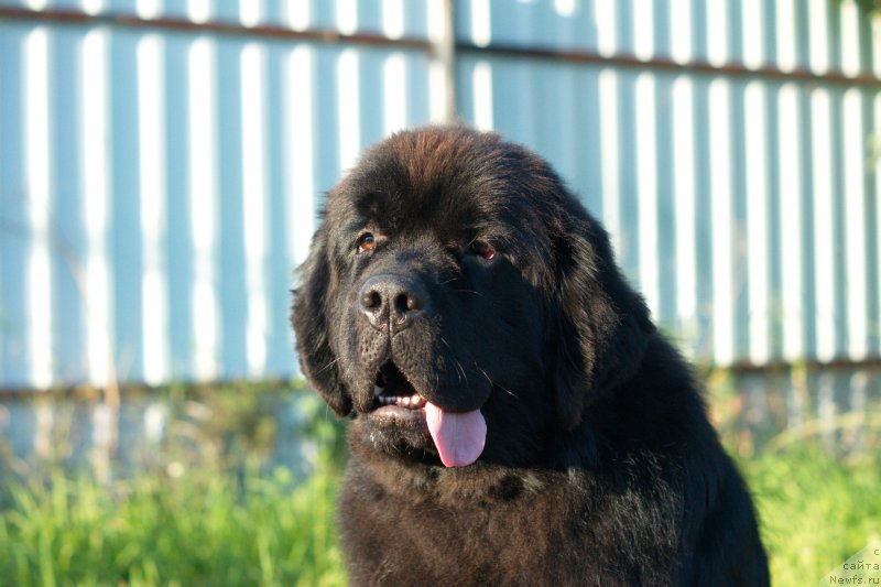 Фото: ньюфаундленд Darkflayt Delegat (Даркфлайт Делегат)