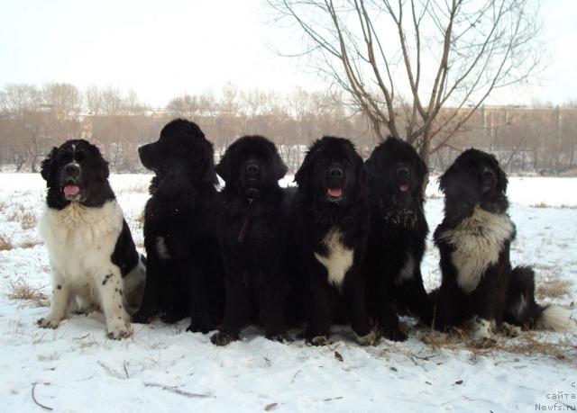 Фото: ньюфаундленд Mag Ispolin Infanta (Маг Исполин Инфанта), ньюфаундленд Mag Ispolin Kopperfil'd (Маг Исполин Копперфильд), ньюфаундленд Aleks Dikson (Алекс Диксон), ньюфаундленд Mag Ispolin Gardarika (Маг Исполин Гардарика), ньюфаундленд Mag Ispolin Kristofer (Маг Исполин Кристофер), ньюфаундленд Mag Ispolin Elana (Маг Исполин Елана)