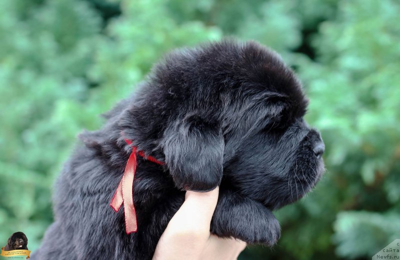 Фото: Viktor Hrischanovich (Виктор Хрищанович)