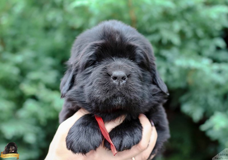 Фото: Viktor Hrischanovich (Виктор Хрищанович)