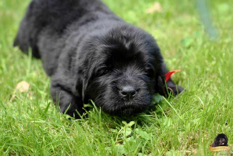 Фотография № 212712