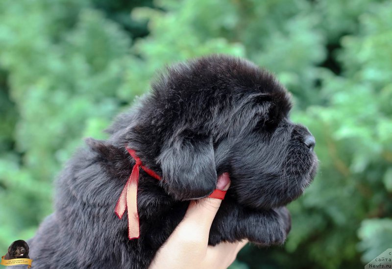 Фотография № 212713