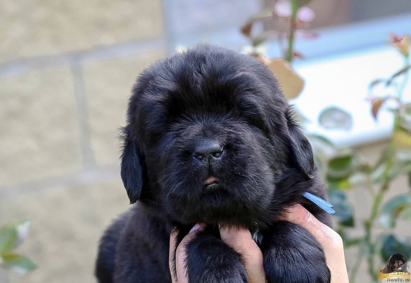 Фото: Viktor Hrischanovich (Виктор Хрищанович)