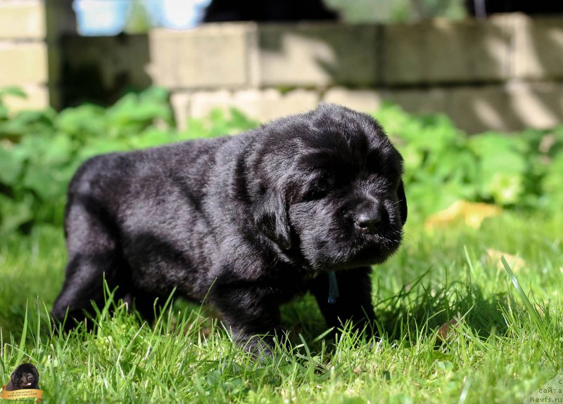 Фотография № 212716