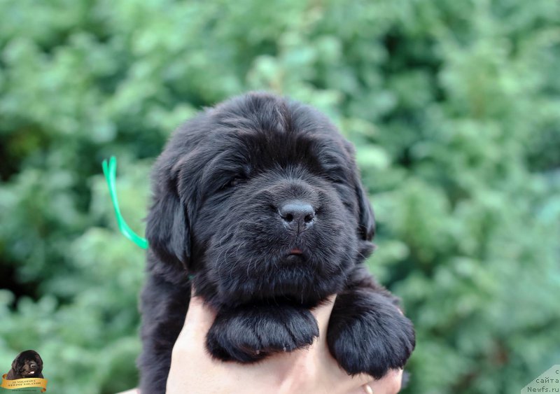 Фотография № 212718