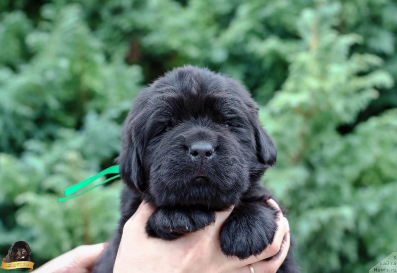 Фотография № 212719