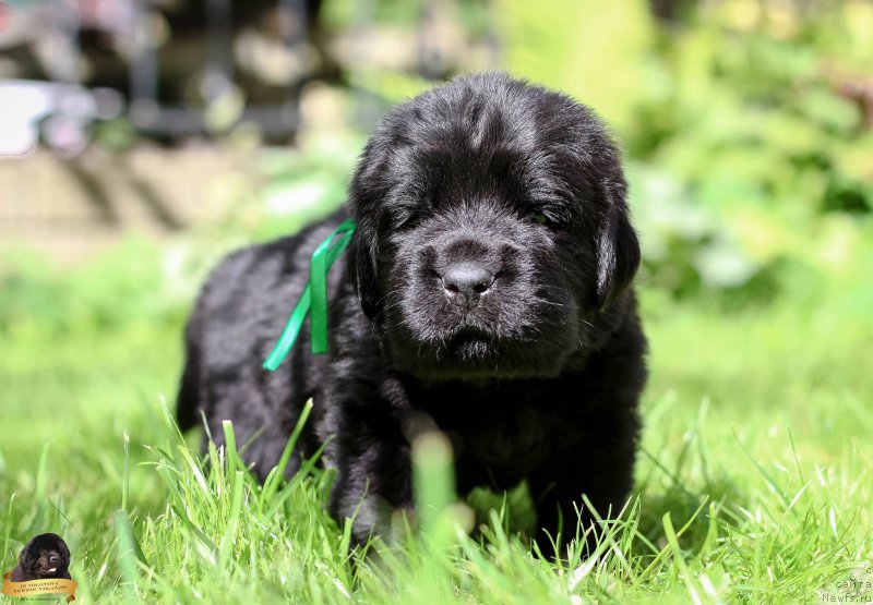 Фотография № 212720