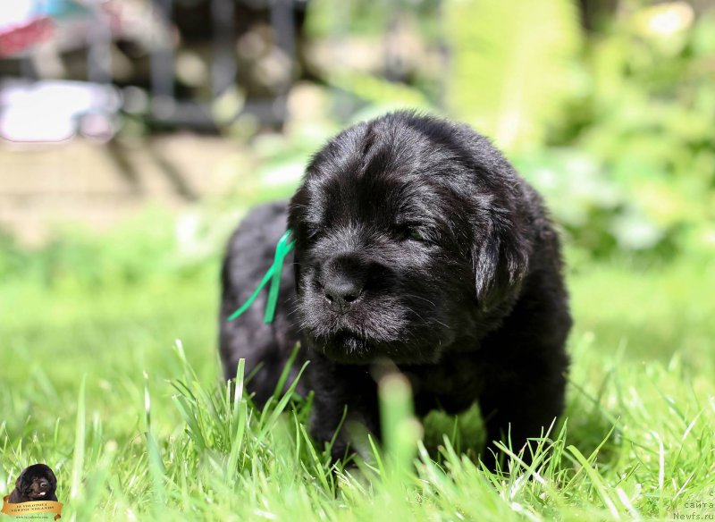 Фотография № 212721