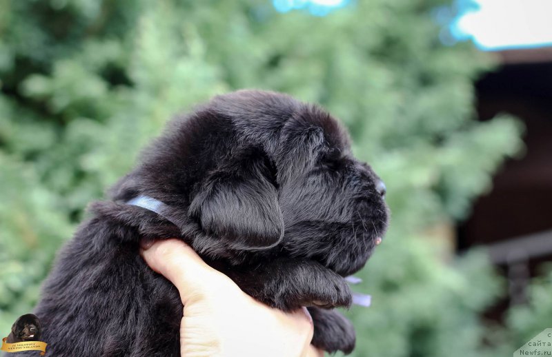 Фотография № 212722