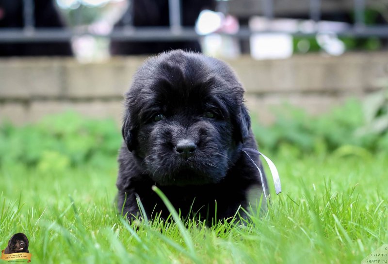 Фотография № 212724