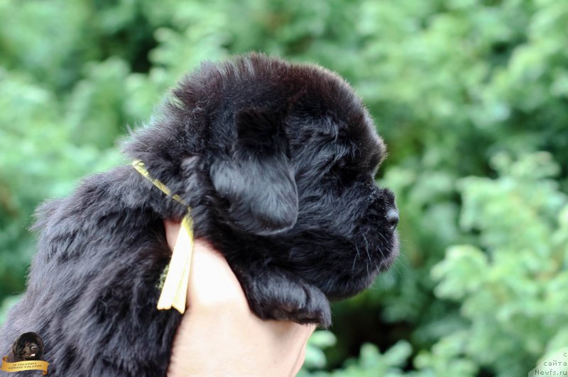 Фото: Viktor Hrischanovich (Виктор Хрищанович)