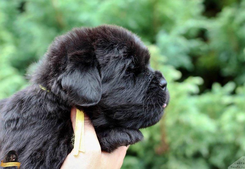 Фотография № 212733