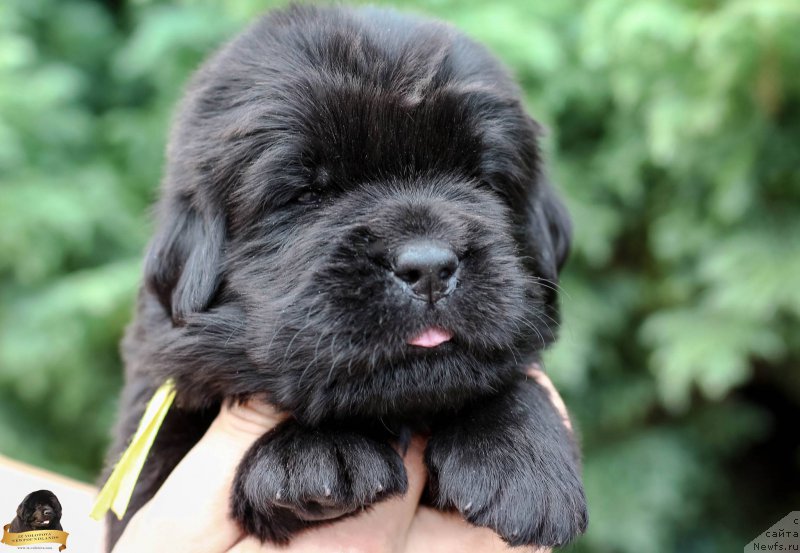 Фотография № 212735