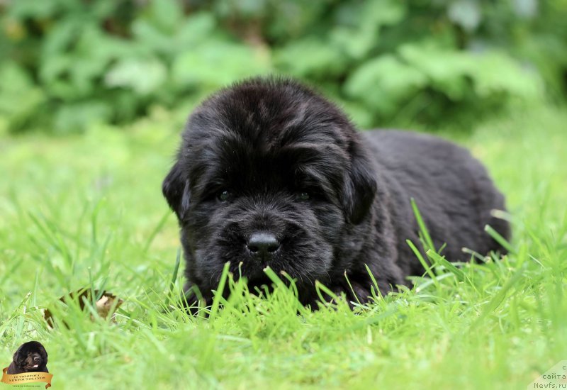 Фотография № 212736