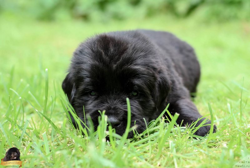 Фотография № 212737