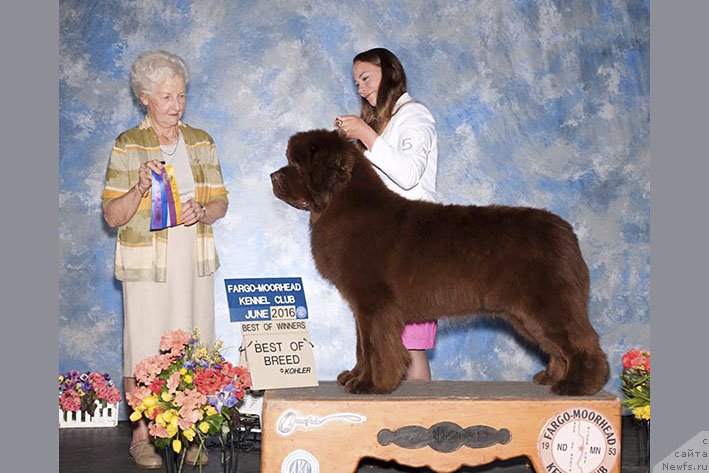 Фото: ньюфаундленд Eti s Berega Dona (Ети с Берега Дона)