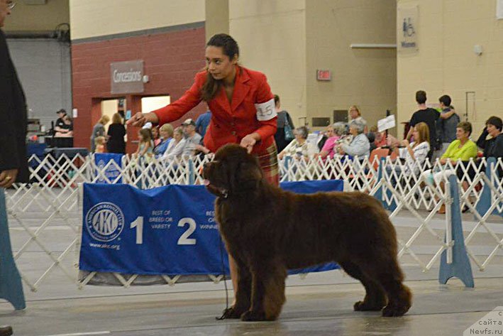 Фото: ньюфаундленд Eti s Berega Dona (Ети с Берега Дона)