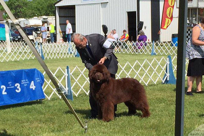 Фото: ньюфаундленд Eti s Berega Dona (Ети с Берега Дона)