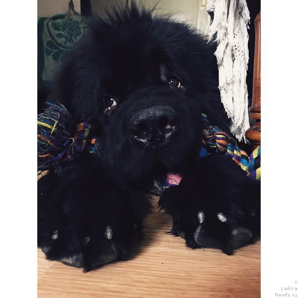 Фотография № 212767