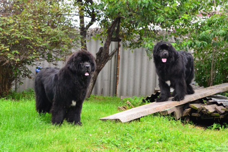 Фото: ньюфаундленд Talisman Morya La-Valetta (Талисман Моря Ла-Валетта), ньюфаундленд Talisman Morya Mishel' (Талисман Моря Мишель)