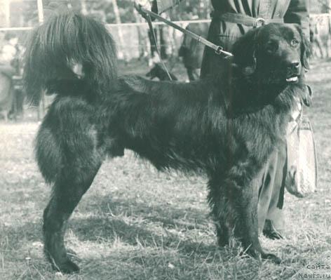 Фото: ньюфаундленд Fil (Фил)