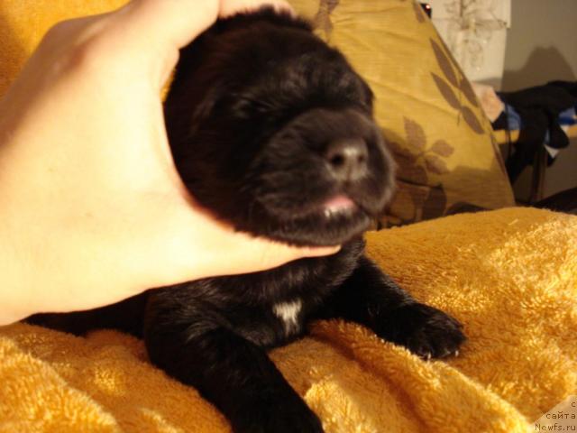 Фото: ньюфаундленд Mag Ispolin Borislava dlya Ol'gi (Маг Исполин Борислава для Ольги)