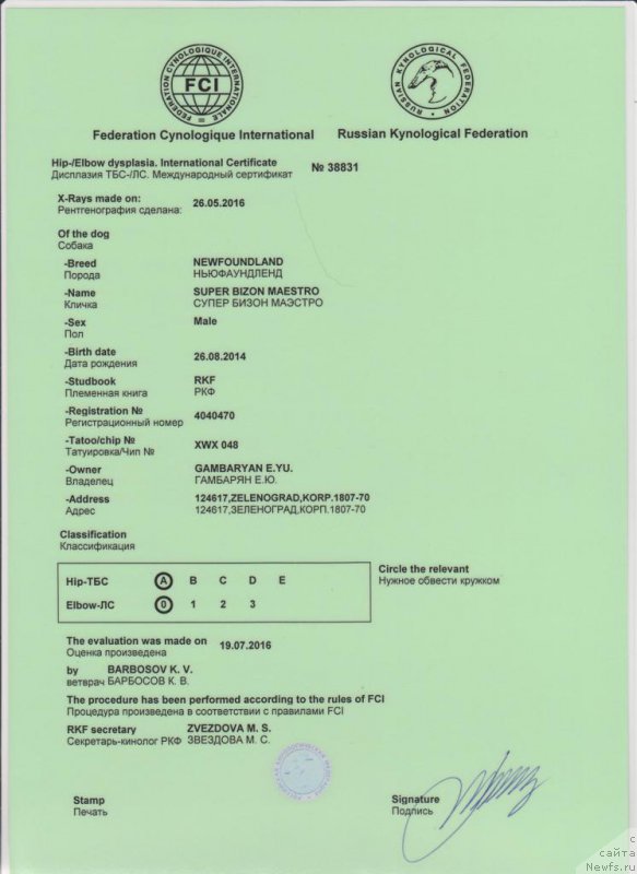 Фото: ньюфаундленд Super Bizon Maestro (Супер Бизон Маэстро)