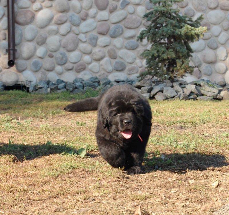 Фото: ньюфаундленд Chardonnay Kara Deniz