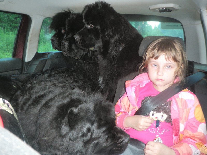 Фото: ньюфаундленд Tselogo Mira Malo iz Arkaima (Целого Мира Мало из Аркаима), ньюфаундленд Belkonder-Club Dostuchat'sya Do Nebes (Белкондер-Клаб Достучаться До Небес), ньюфаундленд Treasure for Belkonder-Club Midnight Bear, ньюфаундленд Tsentr Mirozdaniya iz Arkaima (Центр Мироздания из Аркаима), ньюфаундленд Belkonder-Club Jacobs Monarch (Белкондер-Клаб Якобс Монарх)