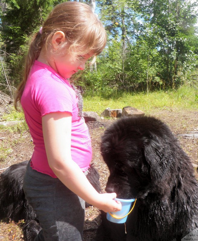 Фото: ньюфаундленд Tselogo Mira Malo iz Arkaima (Целого Мира Мало из Аркаима)