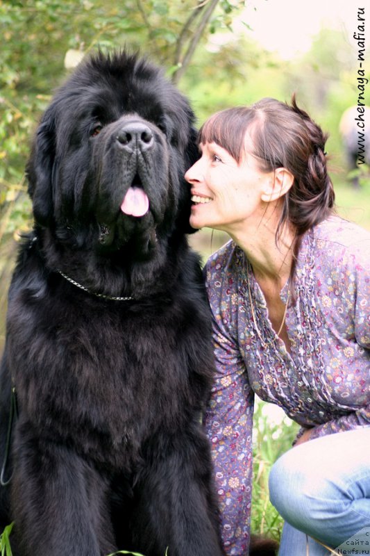 Фото: ньюфаундленд Chernaya Mafia Short and Sweet (Черная Мафия Шорт анд Свеет)